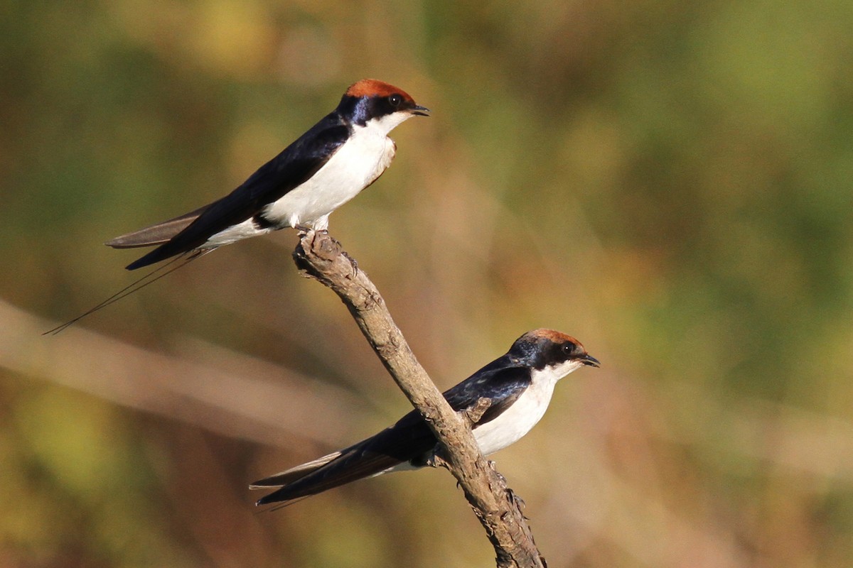 Wire-tailed Swallow - ML49806061