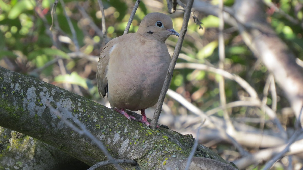 Mourning Dove - Kevin Burns