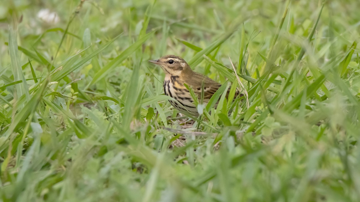 Olive-backed Pipit - ML498062211