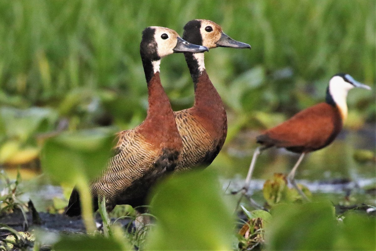 White-faced Whistling-Duck - Yves Scholten