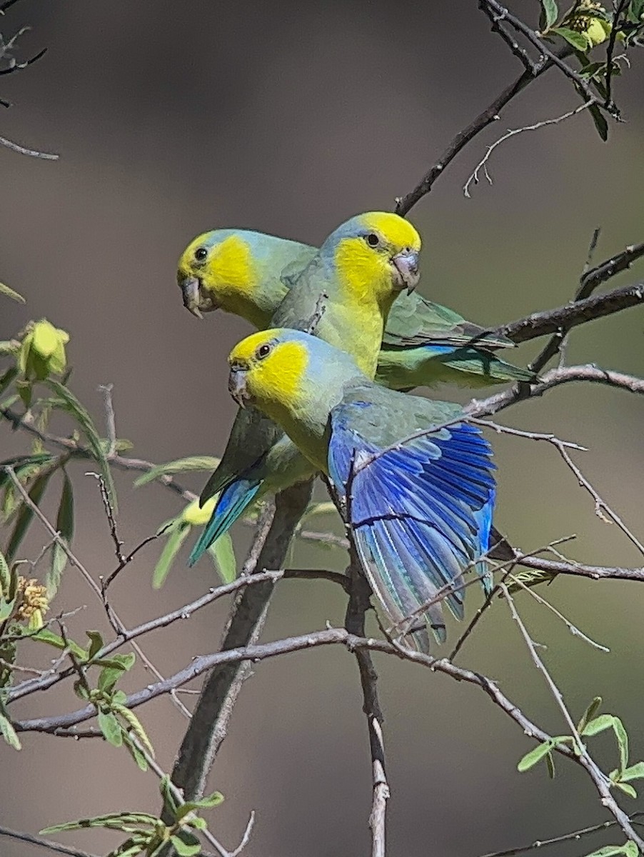 Sarı Kulaklı Serçe Papağanı - ML498069801