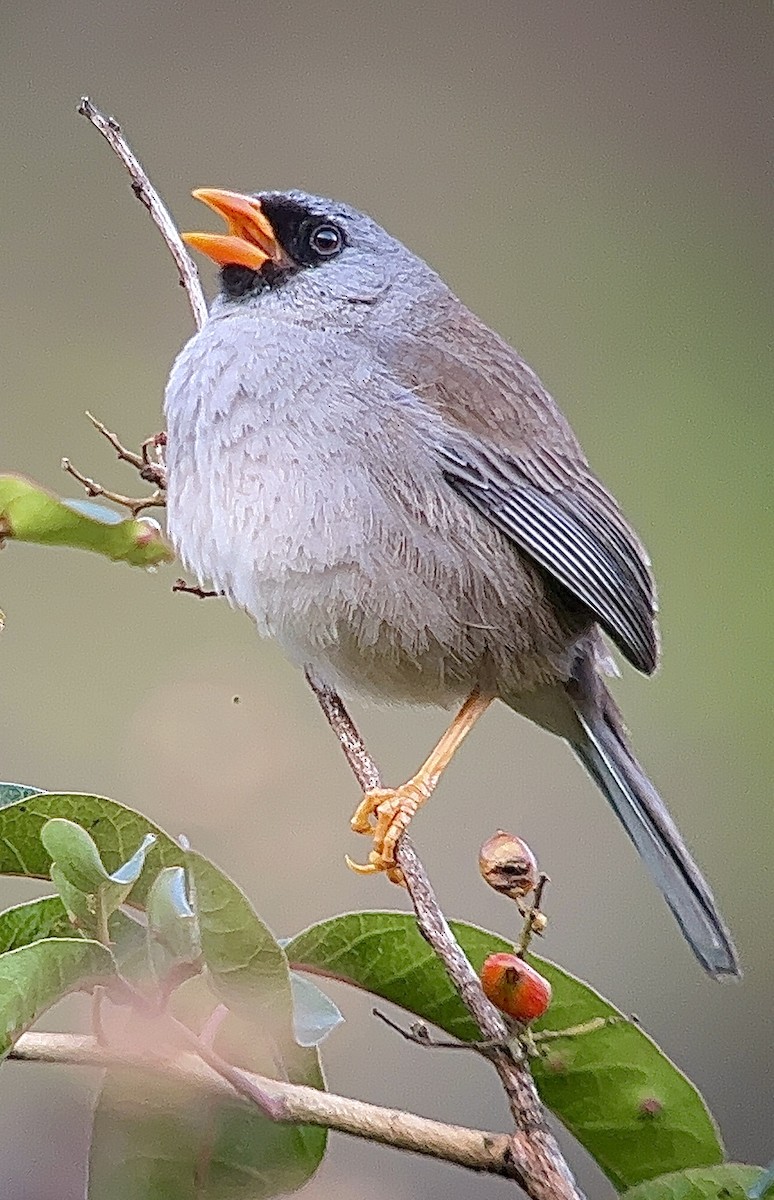 Gray-winged Inca-Finch - ML498070351