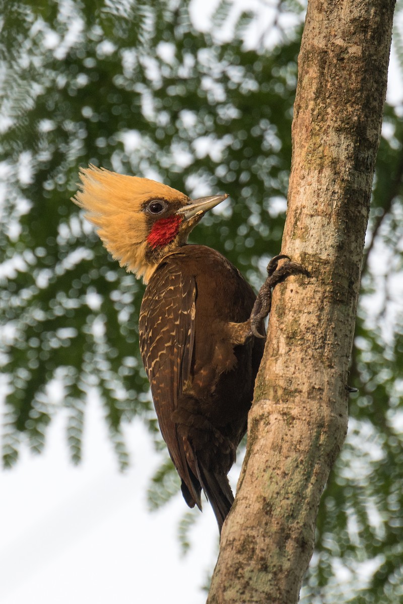 Pale-crested Woodpecker - ML498071201