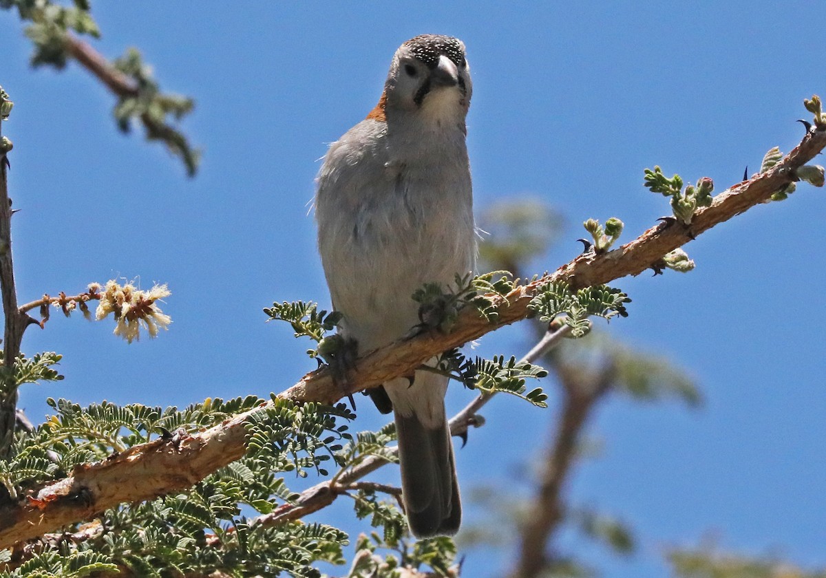 Speckle-fronted Weaver - ML498071731