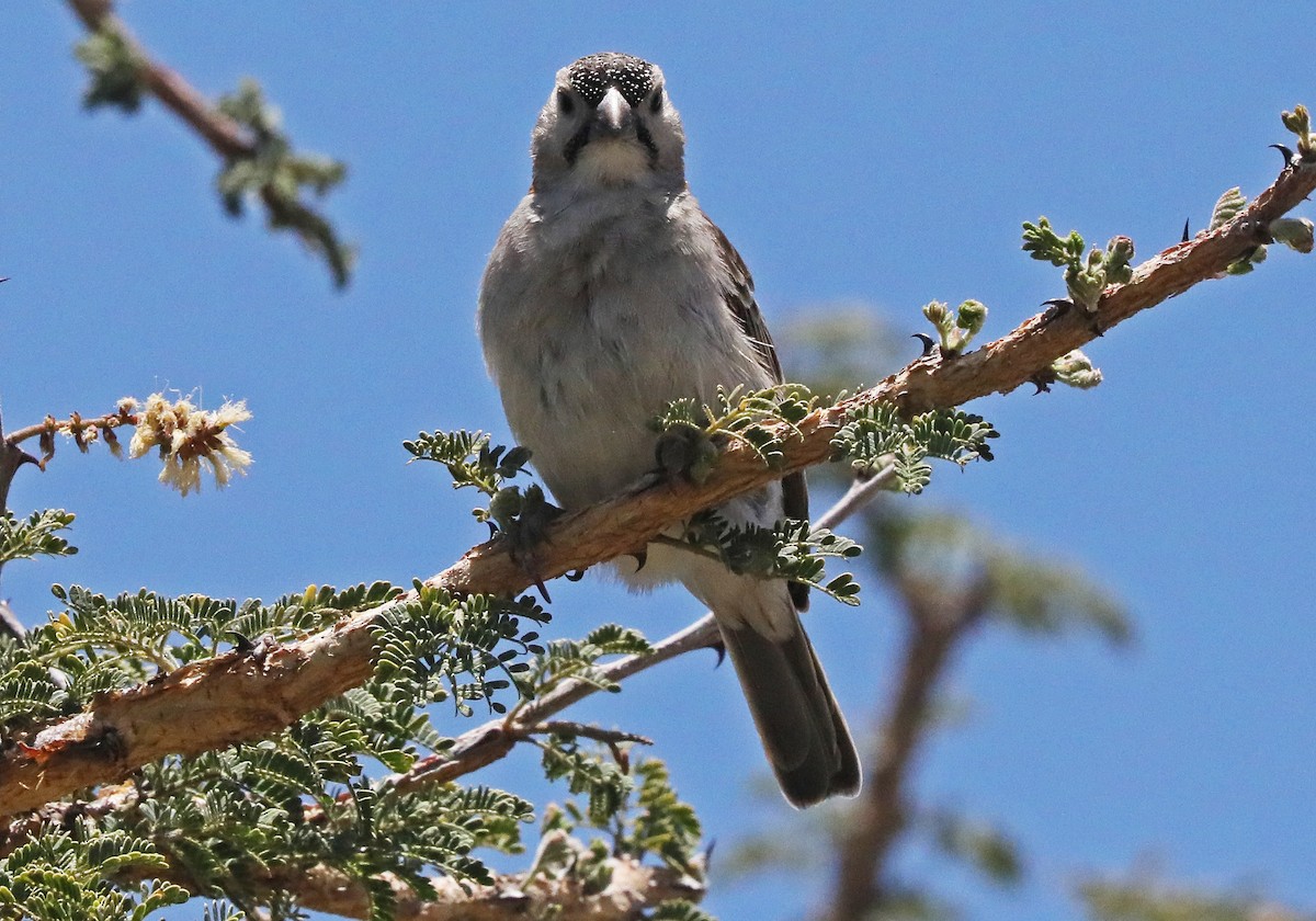 Speckle-fronted Weaver - ML498071841