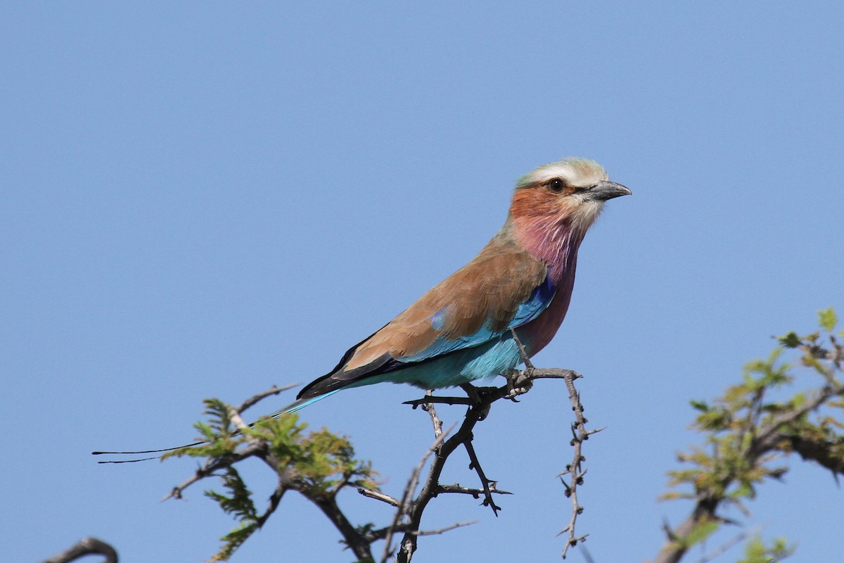 Lilac-breasted Roller - ML49807501