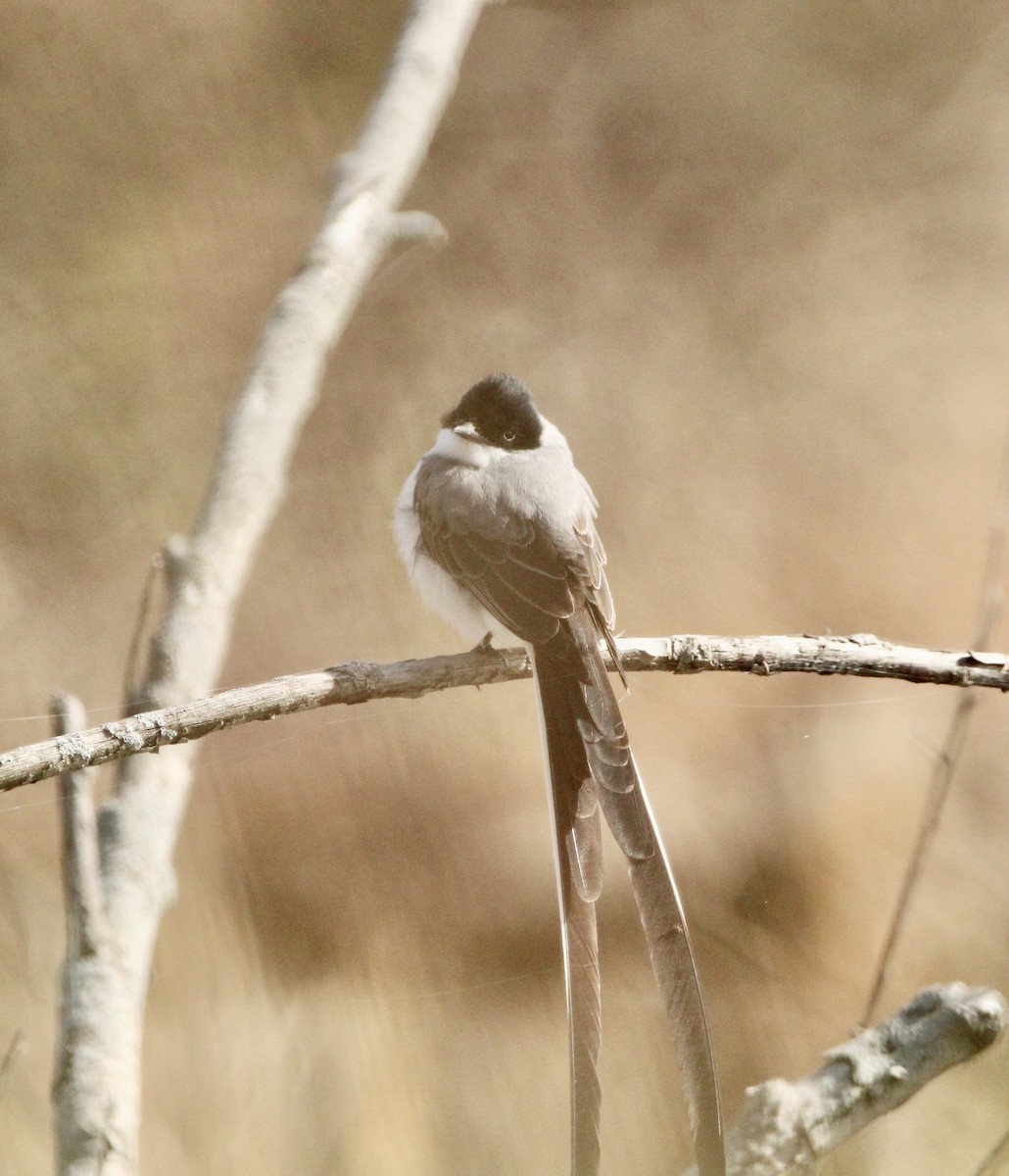 Fork-tailed Flycatcher - Corey Wagner