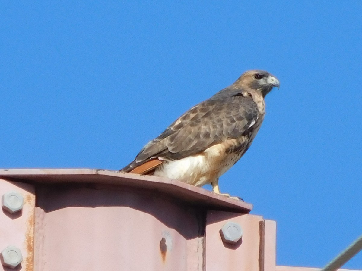 Red-tailed Hawk - ML498082511
