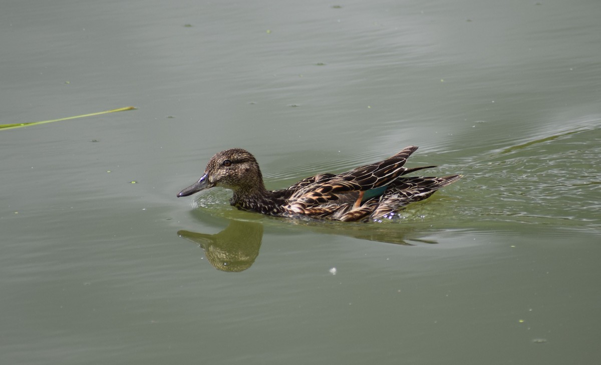 Green-winged Teal - ML498087651