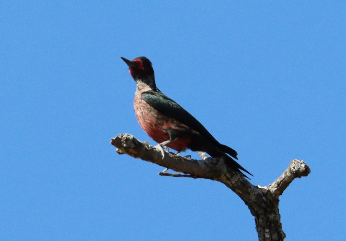 Lewis's Woodpecker - ML498088181