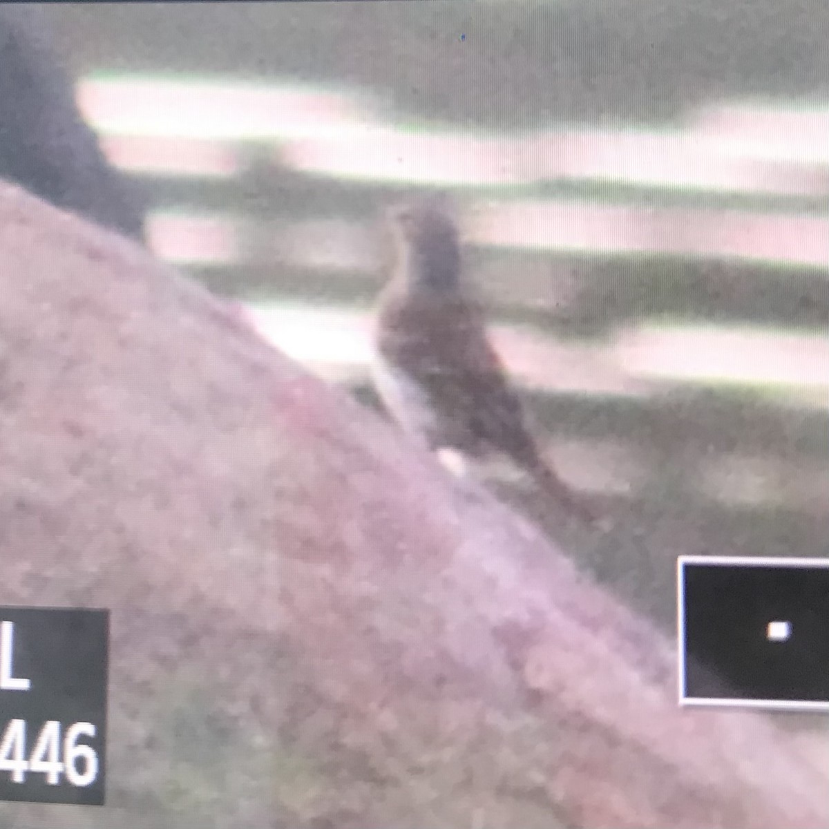 Water Pipit - ML498090271