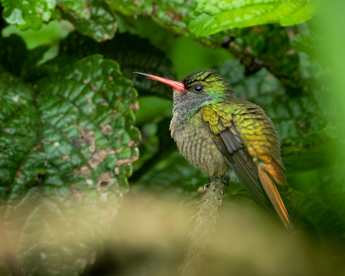 Blue-throated Goldentail - Sui Fernández