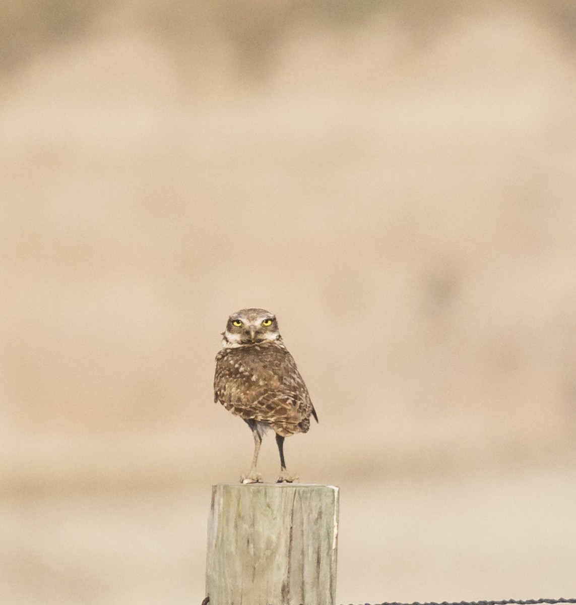 Burrowing Owl - ML498098161