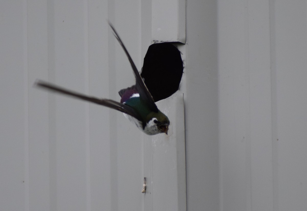 Violet-green Swallow - ML498098281