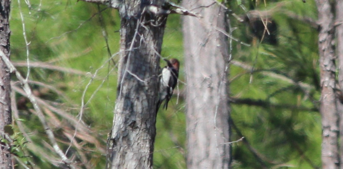 Red-headed Woodpecker - ML49810071