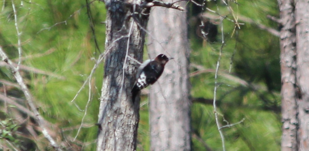 Red-headed Woodpecker - ML49810081