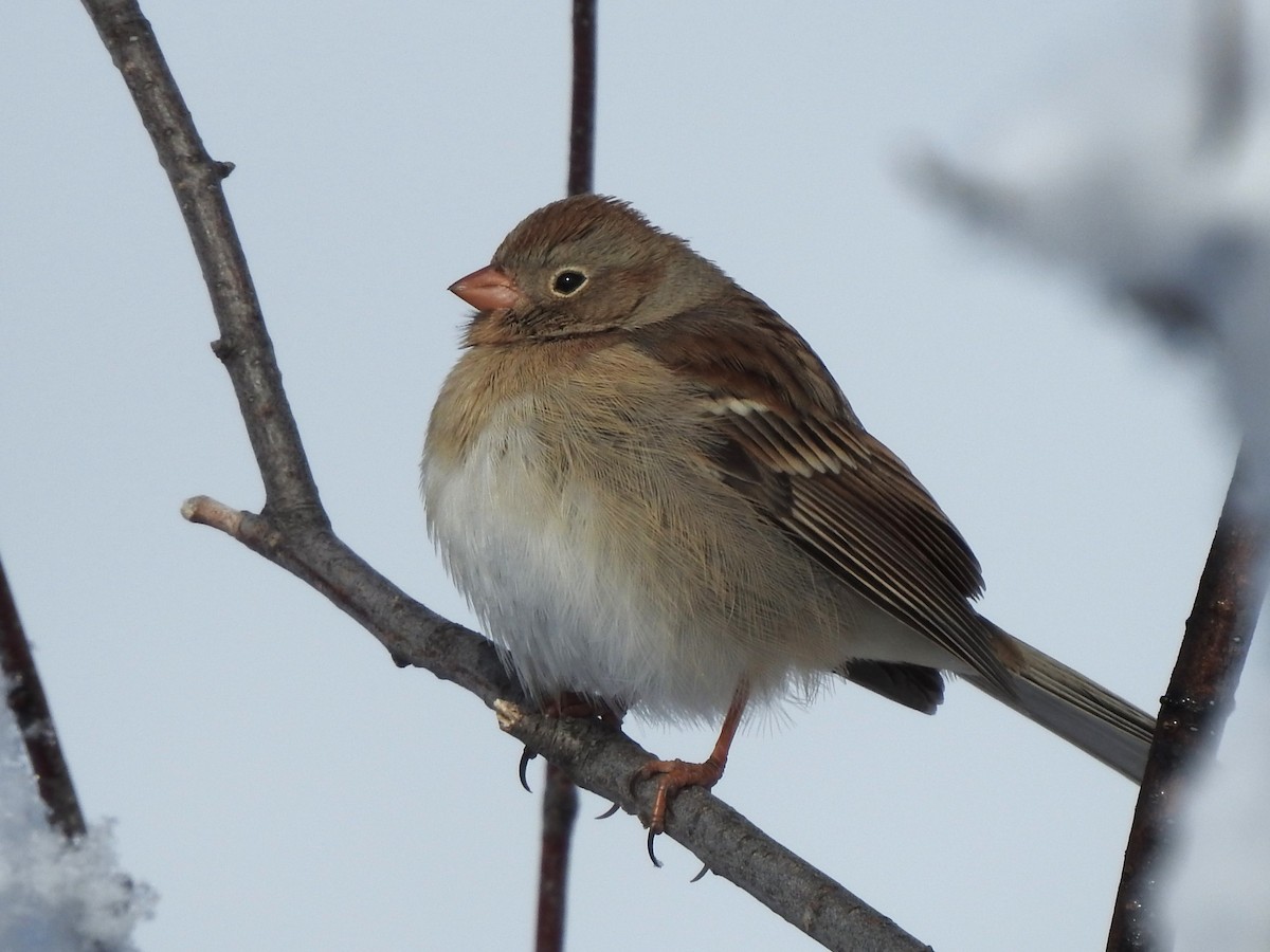 Field Sparrow - ML498100811