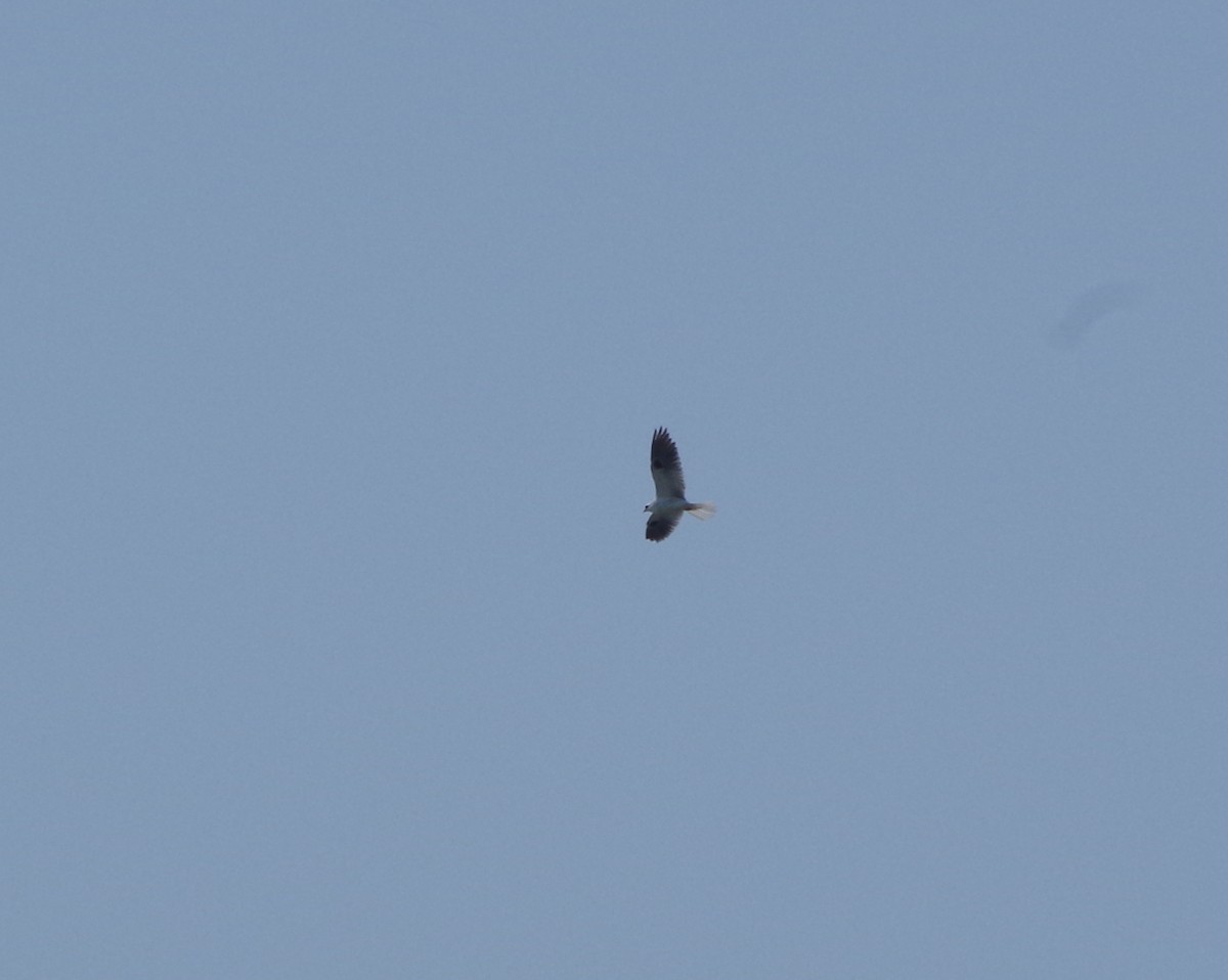 White-tailed Kite - ML49810521