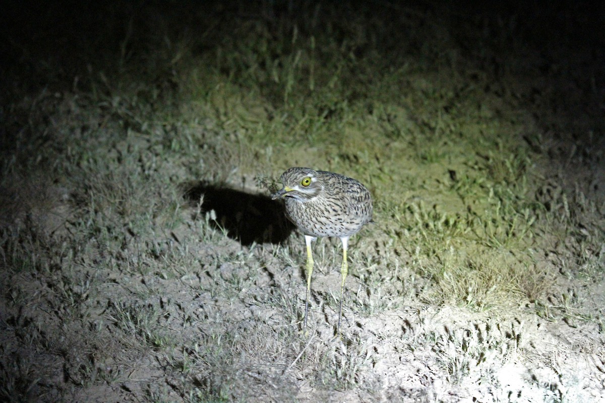 Spotted Thick-knee - ML49810621