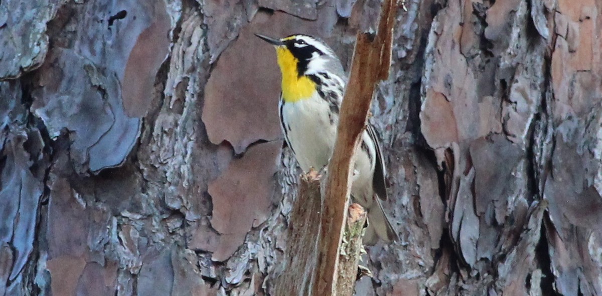 Yellow-throated Warbler - Gary Leavens