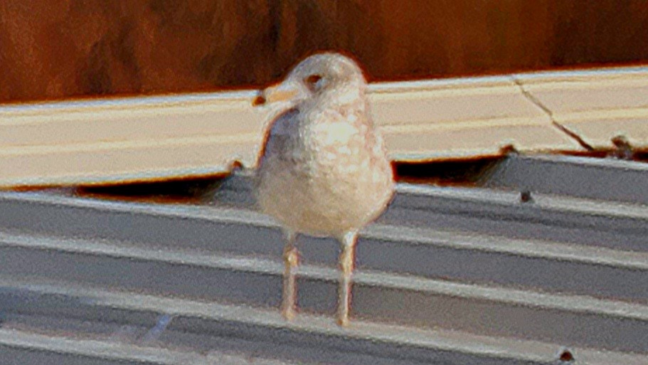 Делавэрская чайка - ML498109201
