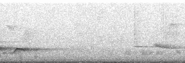 Зозуля-довгохвіст гірська (підвид patulus) - ML49811