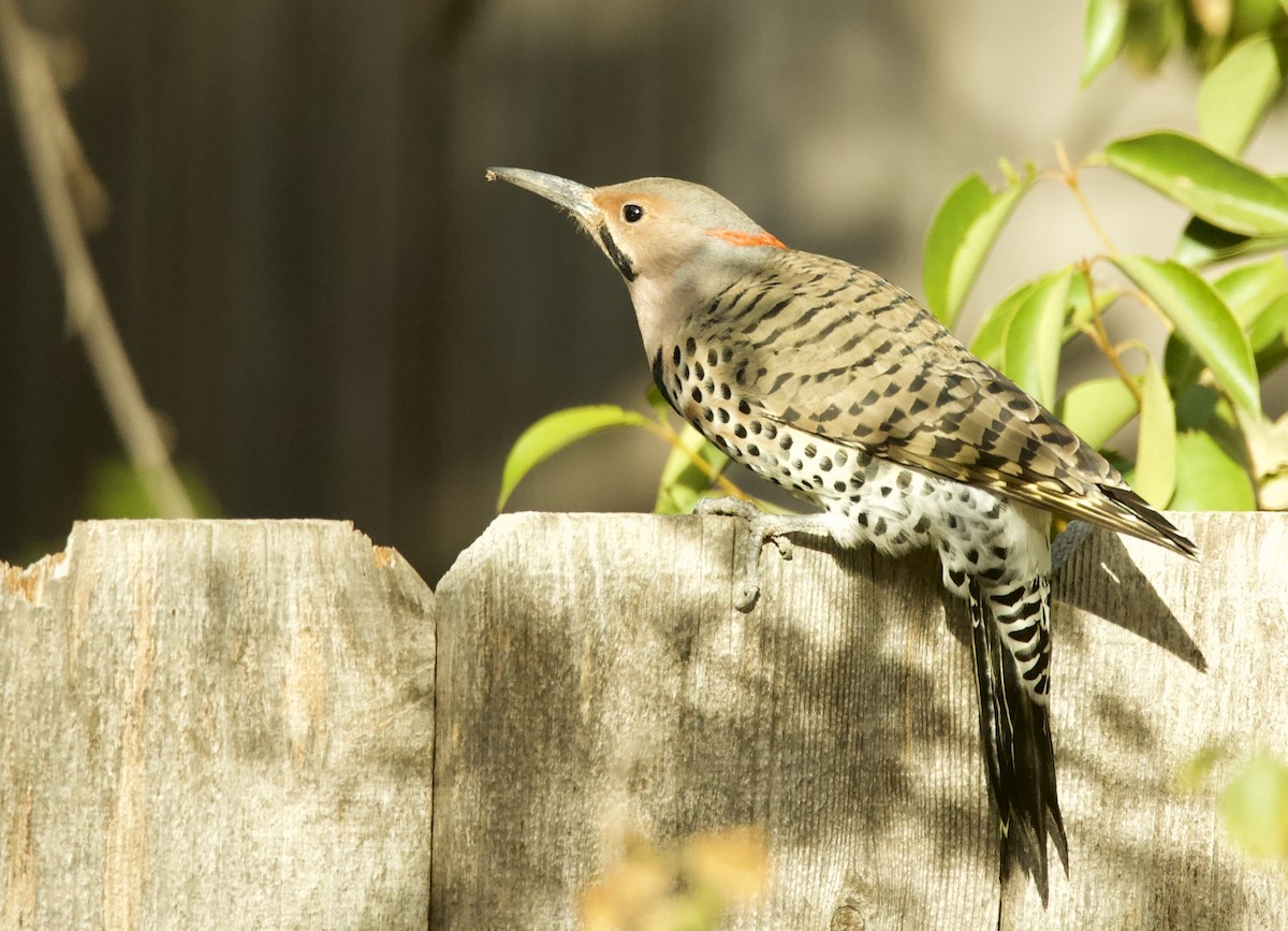 Northern Flicker (Yellow-shafted) - ML498111821