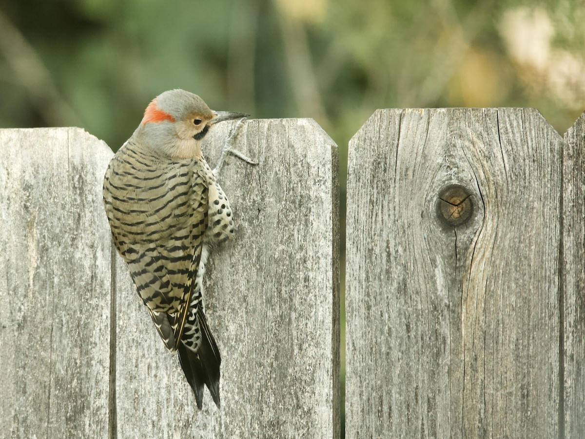 Northern Flicker (Yellow-shafted) - ML498112521