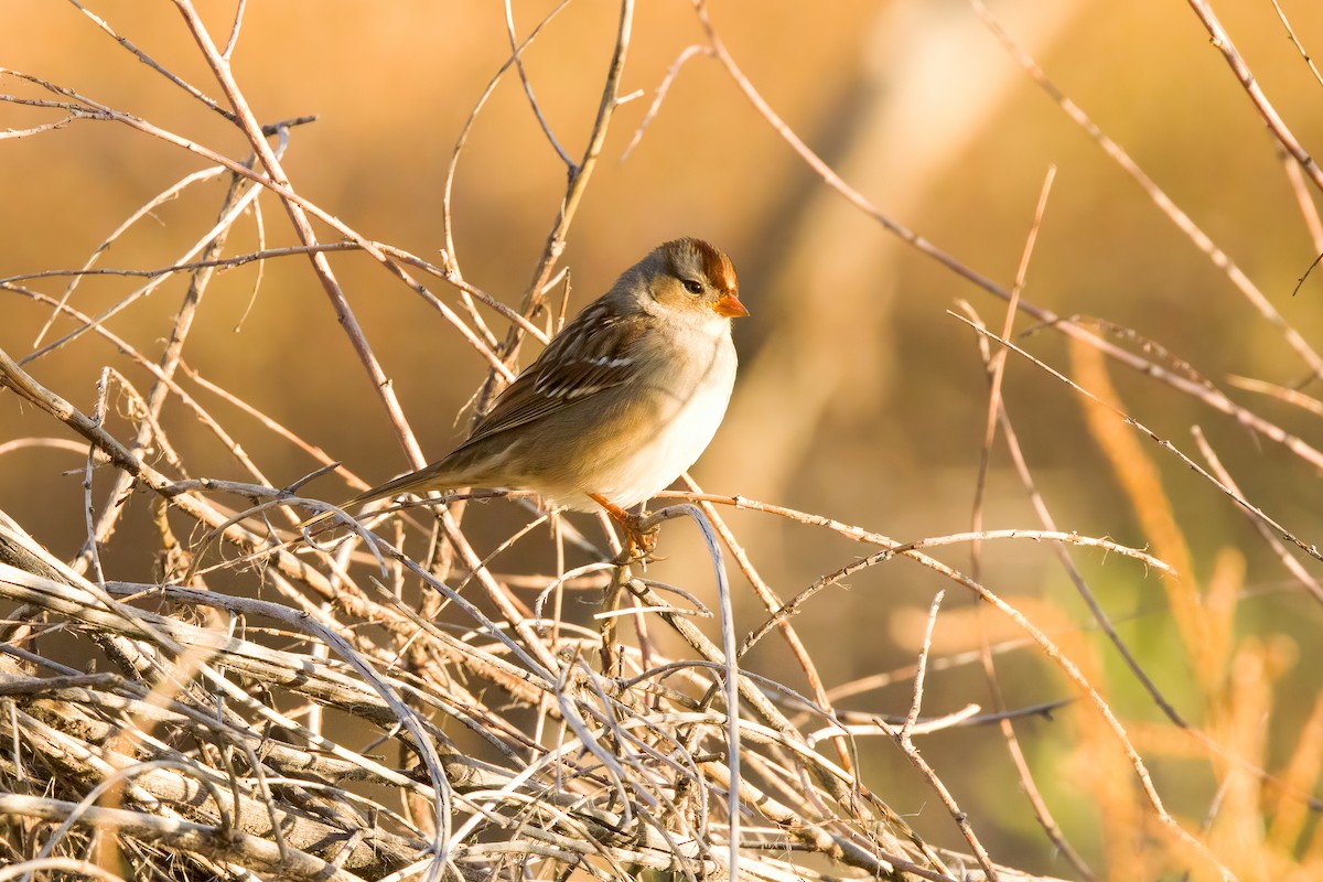White-crowned Sparrow - ML498112531