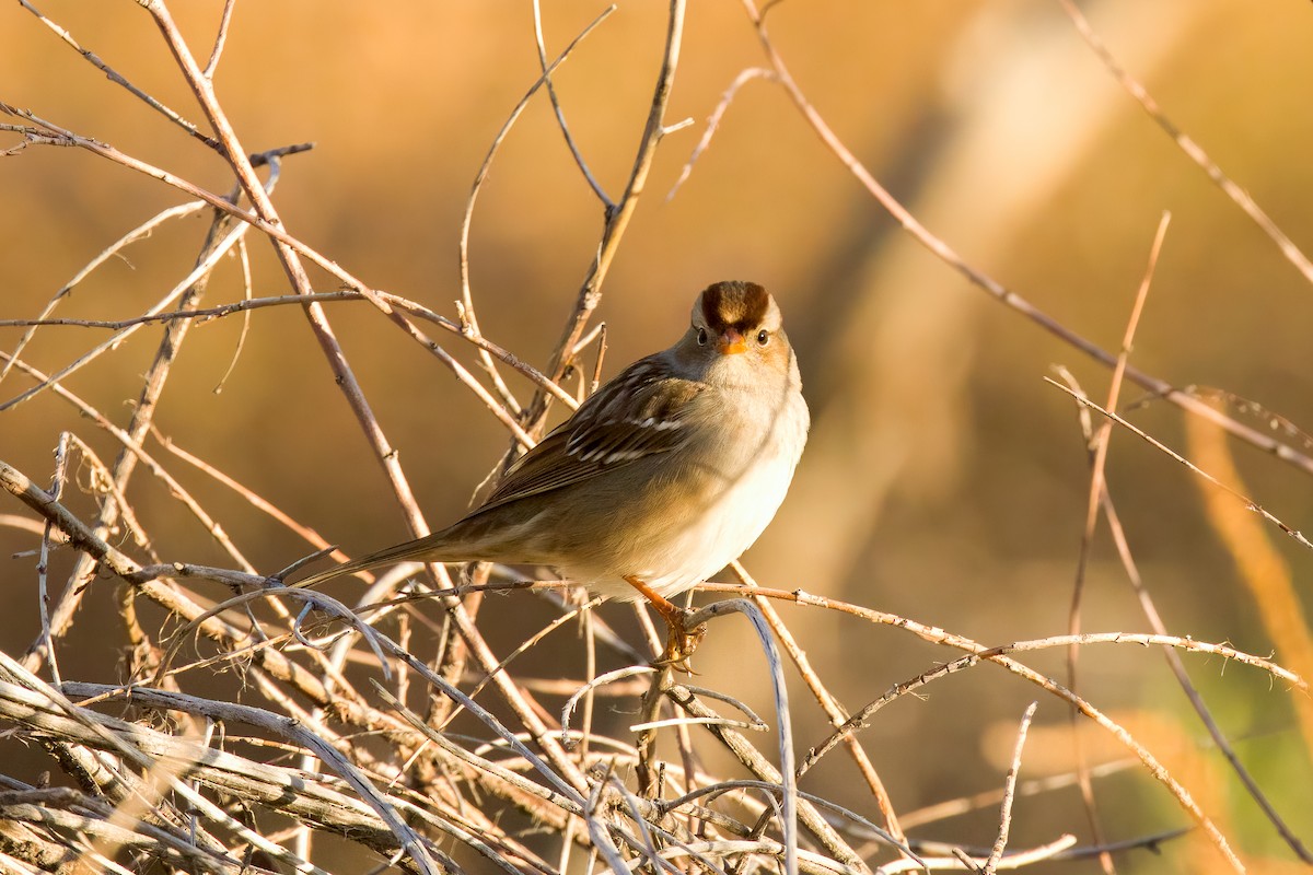 White-crowned Sparrow - Amy Rangel