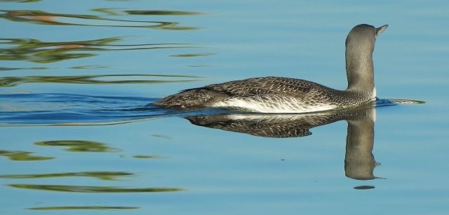 Red-throated Loon - Marian Reisman