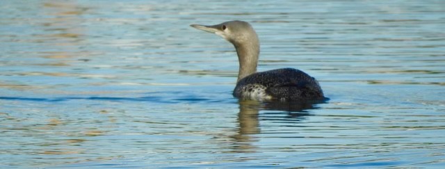 Red-throated Loon - Marian Reisman