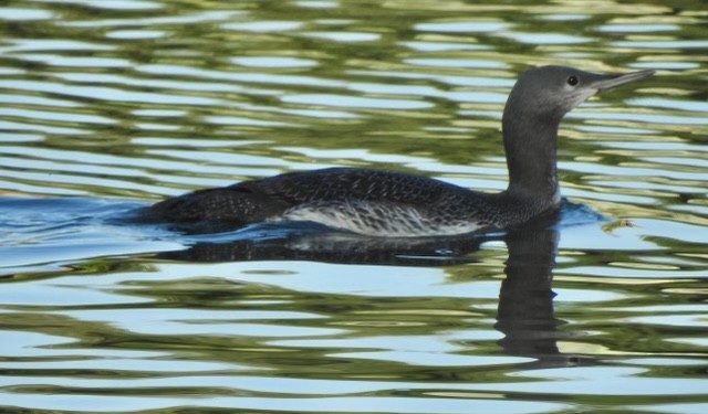 Red-throated Loon - ML498114291