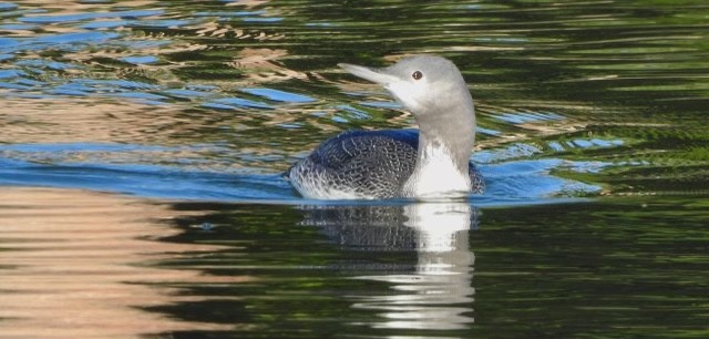 Red-throated Loon - ML498114301