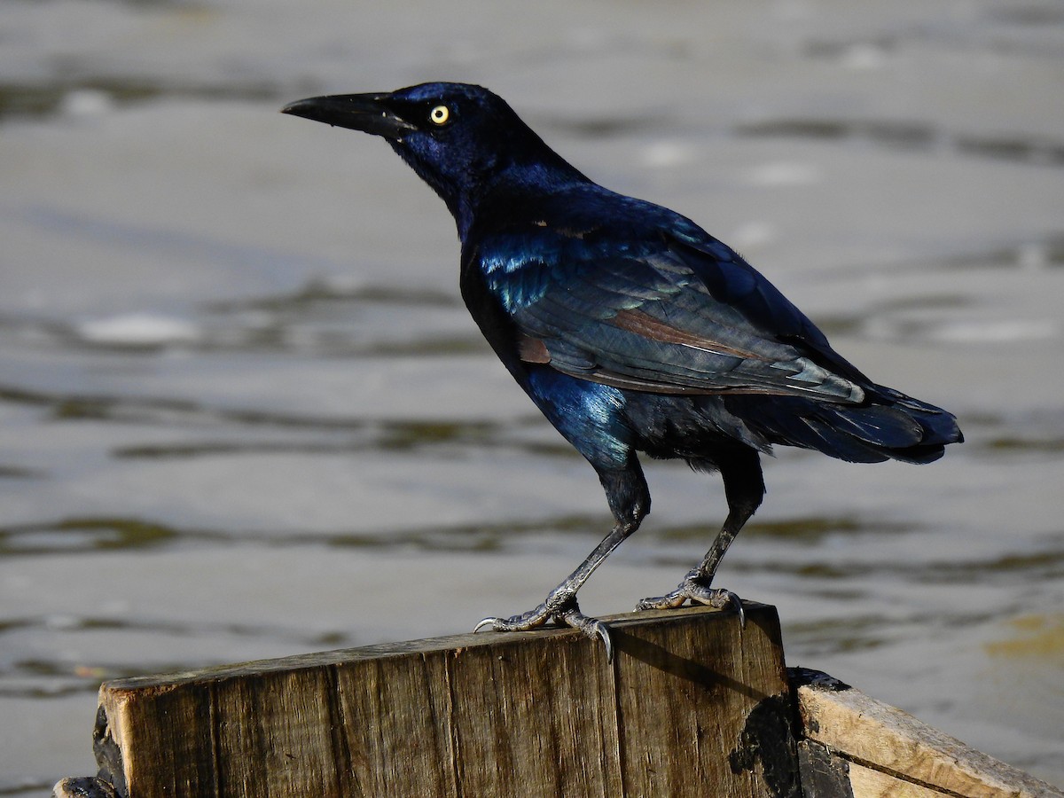 Great-tailed Grackle - ML498115521