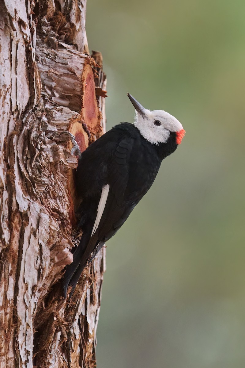 White-headed Woodpecker - Sharif Uddin