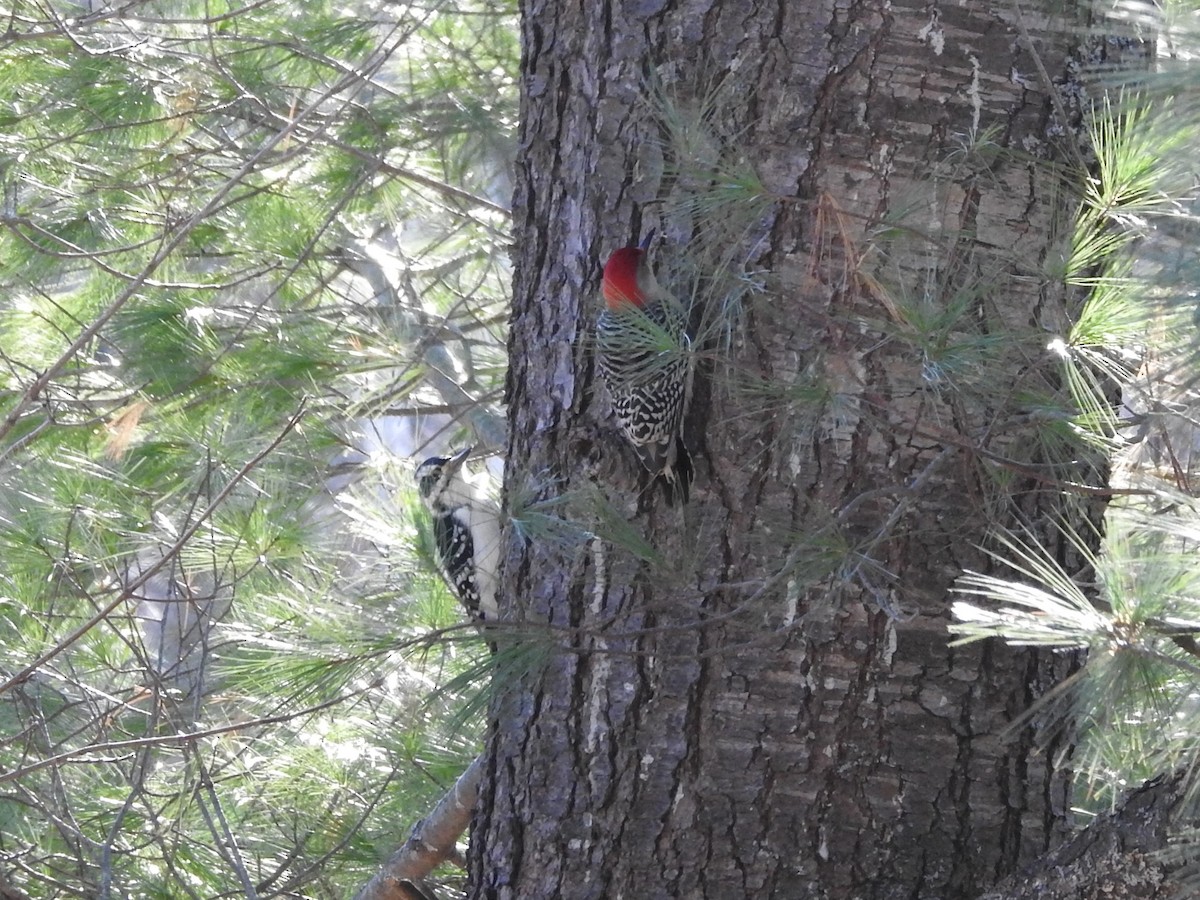 Red-bellied Woodpecker - ML498121621