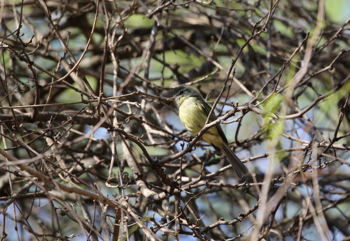 Yellow-olive Flatbill (Mato Grosso) - ML498124371