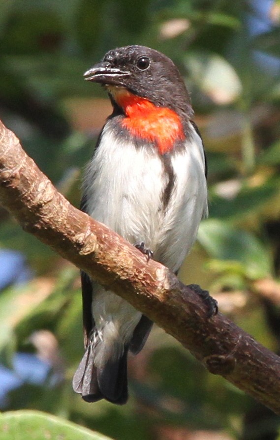 Red-chested Flowerpecker - ML49812471