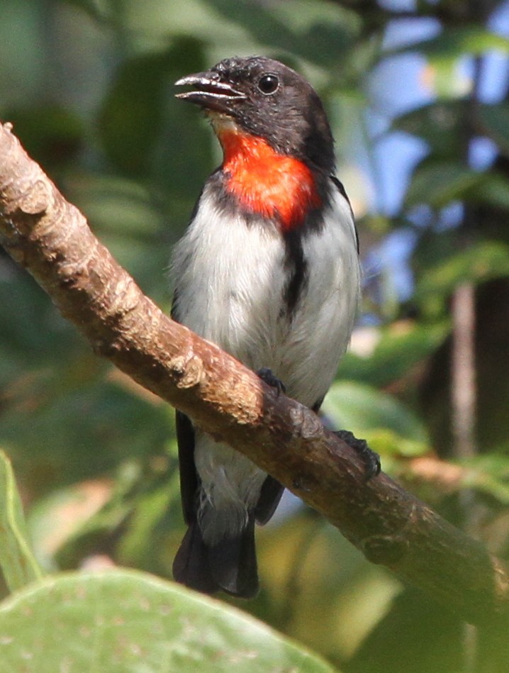 Red-chested Flowerpecker - ML49812481