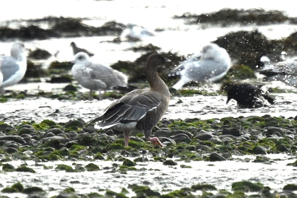 Pink-footed Goose - Blair Whyte