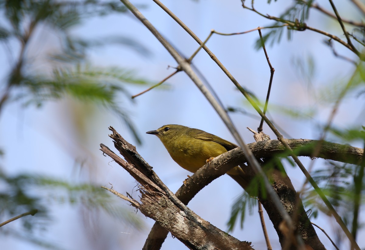 Two-banded Warbler (Two-banded) - ML498130321