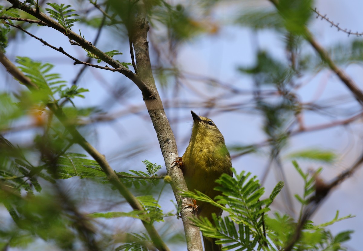 Two-banded Warbler (Two-banded) - ML498130341