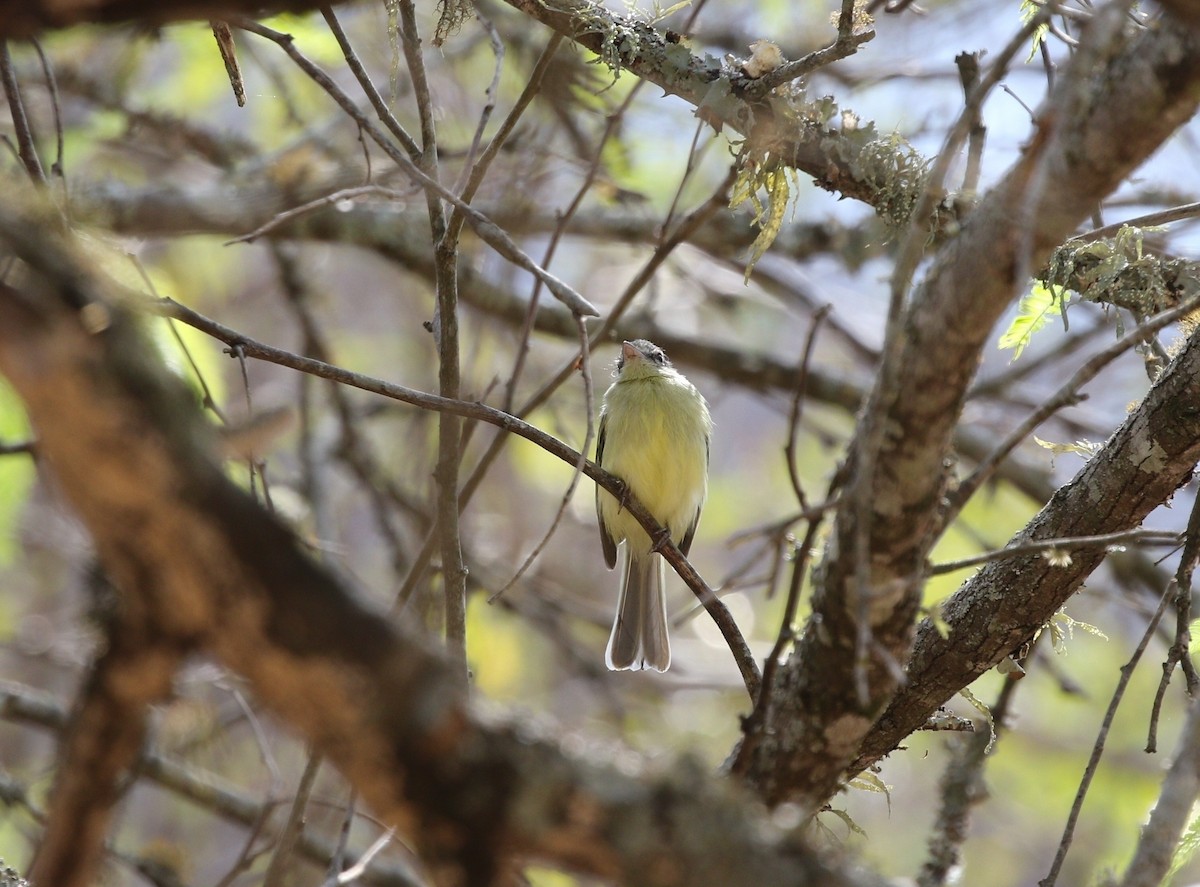 Yellow-olive Flatbill (Mato Grosso) - ML498140061