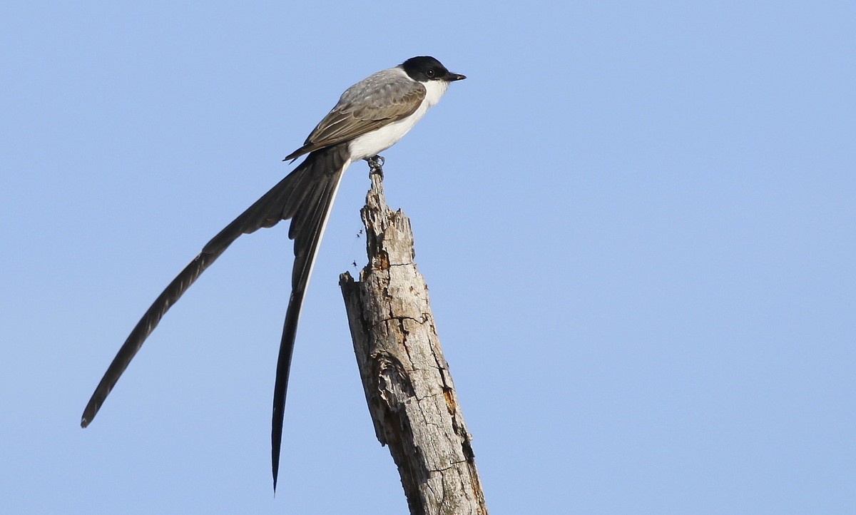Fork-tailed Flycatcher - ML498140391