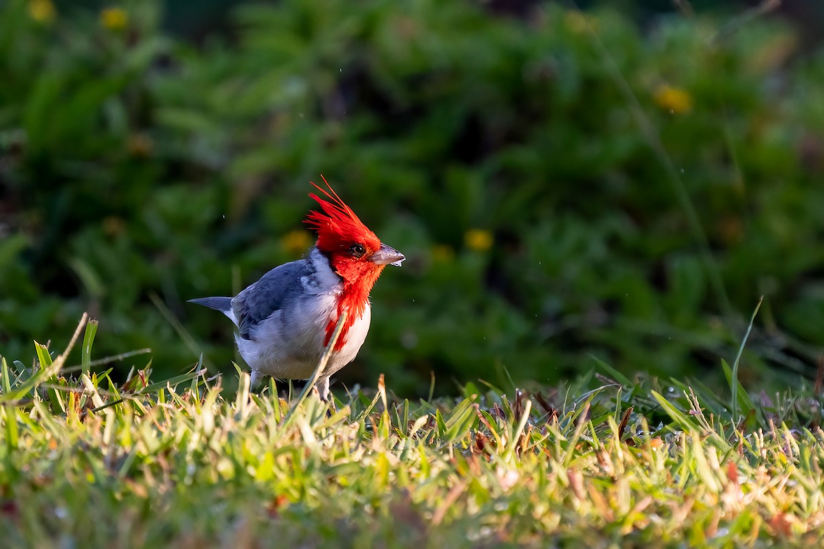 Red-crested Cardinal - ML498141881