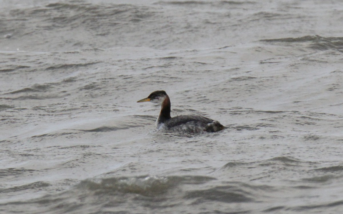 Red-necked Grebe - ML498142041