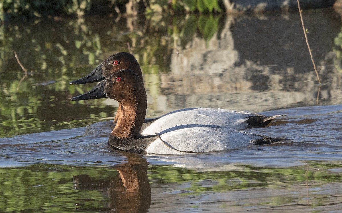 Canvasback - Terry  Hurst