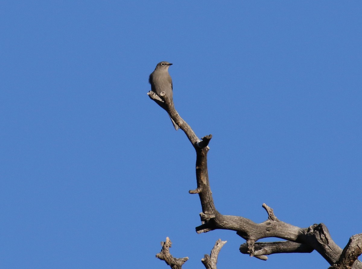 Townsend's Solitaire - ML498149041