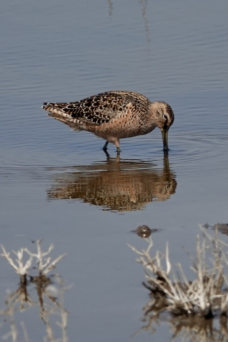 Long-billed Dowitcher - ML498149521